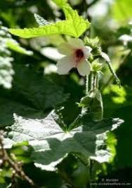 Image result for Pavonia senegalensis