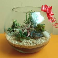 Yang ke tujuh adalah dari jenis kaktus. Terrarium Kaktus Sukulen Terrarium Terarium Kado Unik Souvenir Tanaman Hias Shopee Indonesia