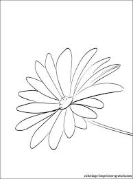 Coloriage Et Dessin Marguerite A Imprimer Coloriage A Imprimer Gratuit Dessin Marguerite Coloriage Dessin