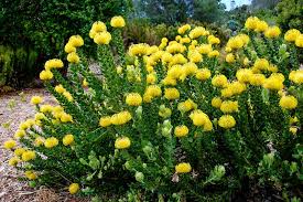Perennials tend to bloom for just one season, putting the bulk of. 17 Full Sun Perennials For Your Garden Photos Garden Lovers Club