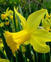 Narcissus February Gold Circa 1923 This Award Winning Reflexed Early Bloomer Is Sulfur Yellow With A Slightly Darker Cylindr Bulb Flowers Narcissus Daffodils