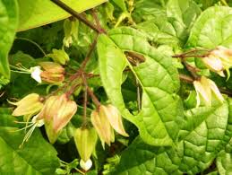 Image result for Clerodendrum abilioi