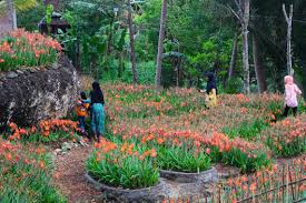 Sukadi pemilik kebun bunga, menyebutkan kalau bunga yang ditanamnya itu adalah jenis bunga amarilis atau hippeastrum. Taman Bunga Amarilis Di Gunungkidul Jadi Favorit Pengunjung Yogya Gudegnet