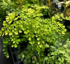 Image result for Adiantum schweinfurthii