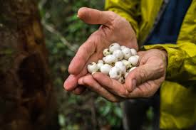 Image result for Cucumis kalahariensis