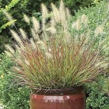 Ornamental grasses are grasses grown as ornamental plants. Top 10 Ornamental Grasses For Containers