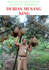 Ramai pengunjung datang melawat lokasi asal durian kunyit di kampung pulau raya tanah merah kelantan malaysia. Cara Tanam Bibit Durian Musang King Edukasi Lif Co Id