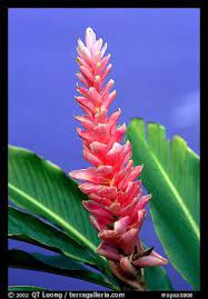 Pin On Flowers