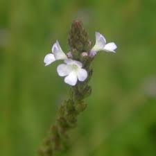 Image result for Verbena officinalis