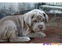 The english mastiff is a breed of extremely large dog. Neapolitan Mastiff Puppies For Sale In Delhi