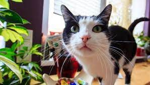 The Domestic Shorthair Cat Lifespan My British Shorthair