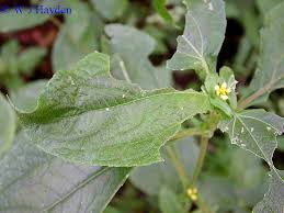 Image result for Synedrella nodiflora