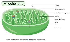 Without cytoplasm, the cell would be deflated and materials would not be able to pass easily from one organelle to another. Animal Cell Definition Structure Parts Functions And Diagram