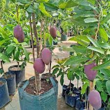 Jual daun mimba di bandung jawa barat hub. Jual Bibit Tanaman Buah Mangga Irwin Kab Bandung Barat Bibit Jaya Santosa Tokopedia