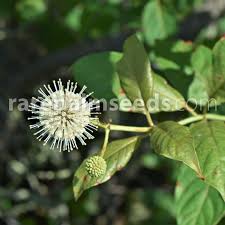 Image result for Coleus calycinus