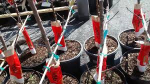 Wilson's instant tree bank pampanga. Walmart Lowe S Move Over There S A New Tree Store In Town Home Depot Youtube