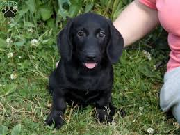 Black And Brown Dachshund Mix Chocolate Lab Dachsund Lab Dachshund Dachshund Mix Mixed Breed Dogs Dachshund