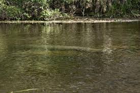 In 2002, the state of florida acquired the property that holds the ruins of the plantation's sugar mill, one of the south's largest, and added it to the historic park complex. Edward Ball Wakulla Springs State Park A Florida State Park Located Near Crawfordville Tallahassee