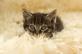 Alles wesentliche bekommen sie von ihr. Megasusse Katzenfotos Deswegen Lieben Wir Katzen Bild 13 Frauen Katzen Fotos Baby Katzen Katzen