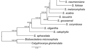 Image result for Scleria catophylla