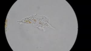 There are a large variety of objects which can be seen in exquisite details with a modern microscope. Amoeba Stock Video Footage 4k And Hd Video Clips Shutterstock