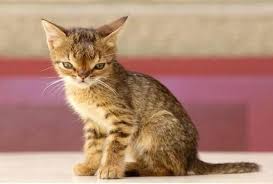 If a cat is thought to have down syndrome, it could very well be a case of misdiagnosis, as it is impossible for cats to have that extra 21st chromosome. Meet Turkey The Cat With Down Syndrome Aww