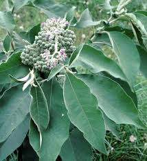 Image result for Solanum mauritianum