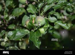 Kultur apfelbaum hi-res stock photography and images - Alamy