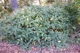 Image result for Pentadiplandra