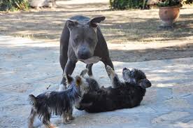 Click through the photos & tags to search for the hidden ❤️, you could win some sweet prizes! Cesar Millan On Twitter Junior Having A Workout With Friends On The Set Today Http T Co Nyus6eca