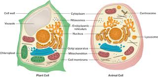 They are also involved in the digestion of food. Eukaryotic Structures Course Hero