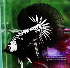 Nice Betta Thailand Co Ltd Betta Fish For Sale Siamese Fighting Fish In 2020 Betta Fish Siamese Fighting Fish Betta