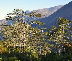 Image result for Widdringtonia whytei