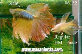 Giant Bettas Fishforums Com Betta Betta Fish Fish