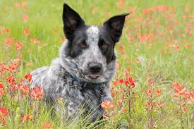 This is the price you can expect to pay for the australian cattle dog/blue heeler breed without breeding rights. Australian Shepherd Blue Heeler Mix What To Know Before Buying All Things Dogs All Things Dogs
