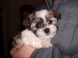 This playful havanese puppy will fit in nicely with any family. Havanese Puppies For Sale