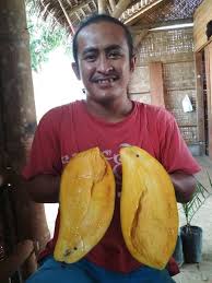 Polusi tanah adalah pencemaran yang terjadi di lingkungan tanah biasanya karena sampah rumah tangga dan limbah industri. Bibit Tanaman Buah Mangga Mahatir Mangga Raksasa Yang Berbuah Tanpa Musim Bibit Buahku