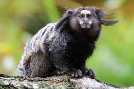 Although this marmoset is not the main food source of any particular species, it is a food source for many species, especially predators, wild cats, and huge birds of snakes. 32 Primates New World Black Tufted Marmoset Callithrix Penicillata Ideen Tiere Ausgestopftes Tier Primaten