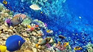 This fish is very shy and secretive, and feeds on drifting plankton and small crustaceans. Hd Wallpaper Beautiful Coral Reefs Wallpaper Flare