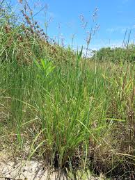 Image result for Fimbristylis complanata