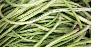 Walaupun kacang panjang merupakan jenis tanaman yang dapat ditanam kapanpun, namun kacang panjang lebih menyukai dengan udara yang panas. 5 Cara Menanam Kacang Panjang