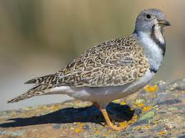 Image result for Gymnosporia arenicola