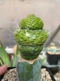 Image result for Cyphostemma adenocaule