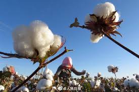 Xinjiang, officially xinjiang uygur autonomous region (xuar), is an autonomous region of the people's republic of china (prc), located in the northwest of the country close to central asia. Ferhiqmokzh9cm