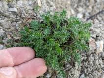 Image result for Panicum graciliflorum