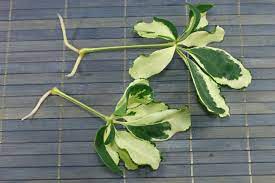How To Grow Schefflera Arboricola From Cuttings Propagating Plants Schefflera Arboricola Schefflera Plant