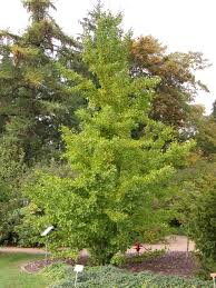Hier und auf unser gartenterrasse könnt ihr euch erholen, entspannen und erfrischen. Ginkgo Bgbm