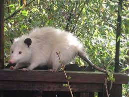 Possum Every Hour On Twitter Cute Little Animals Vulture Culture Possum