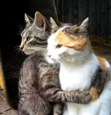 Meltem Adli Kullanicinin Kedidir Kedi Panosundaki Pin 2020 Guzel Kediler Cute Kittens Cok Sirin Hayvanlar