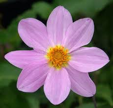Image result for Dahlia x pinnata `Redskin`